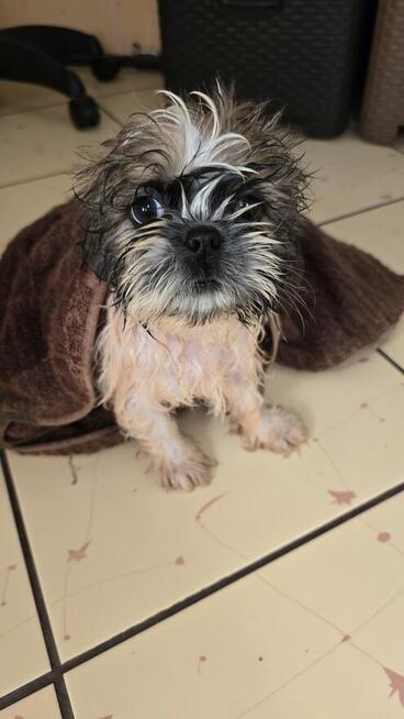Suczka Shih tzu ,tri color