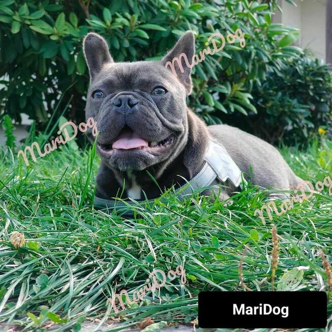 Buldog francuski BLUE niebieski szczeniak suczka pies piesek