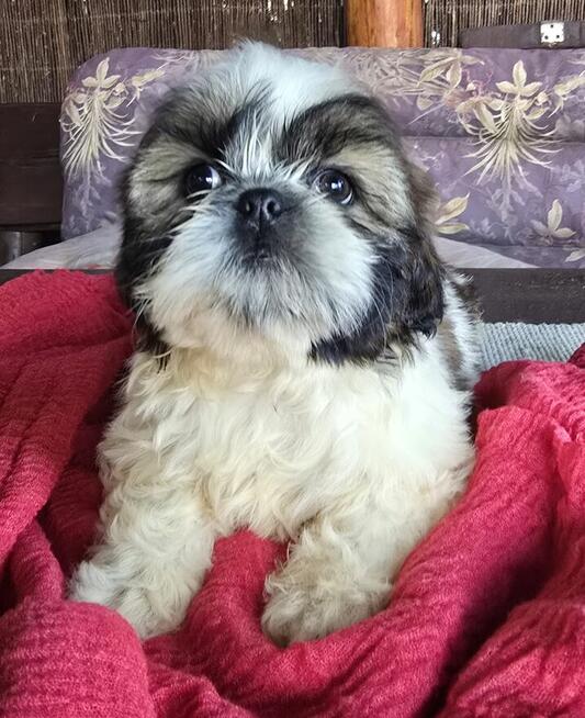 Suczka Shih tzu ,tri color