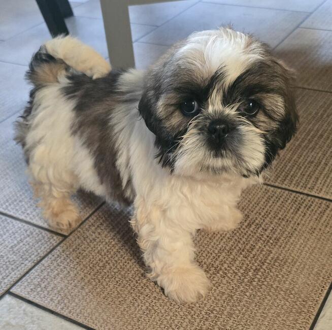 Suczka Shih tzu ,tri color