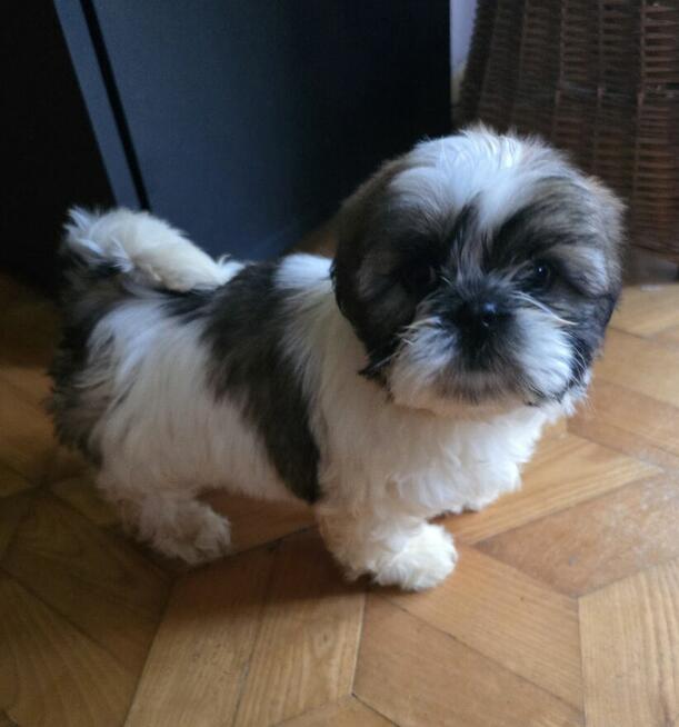 Suczka Shih tzu ,tri color