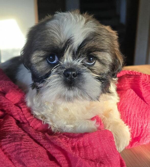 Suczka Shih tzu ,tri color