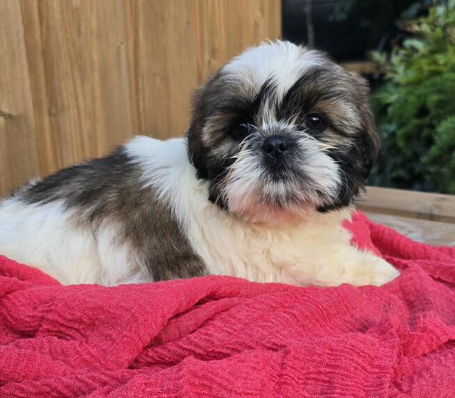 Suczka Shih tzu ,tri color