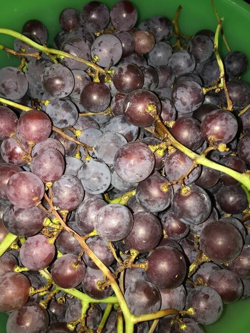 winogrono ciemne na wino