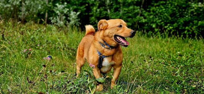 Psi senior Doggi szuka domu!