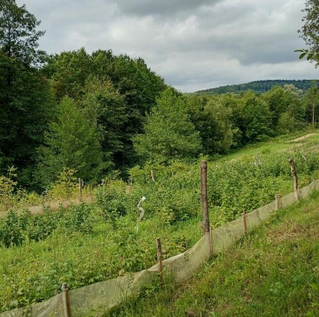 Maliny owoce ekologiczne