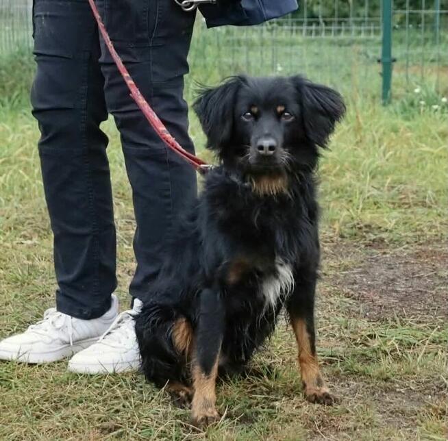 Wyjątkowy towarzyski psiak Lizak