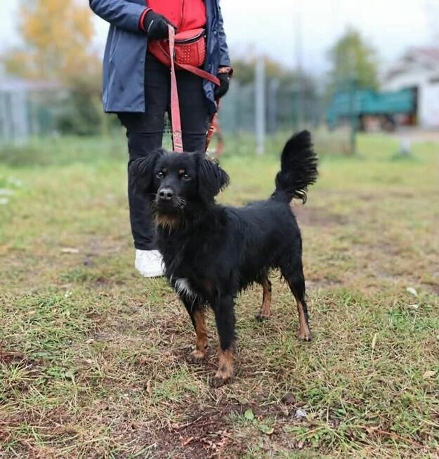 Wyjątkowy towarzyski psiak Lizak