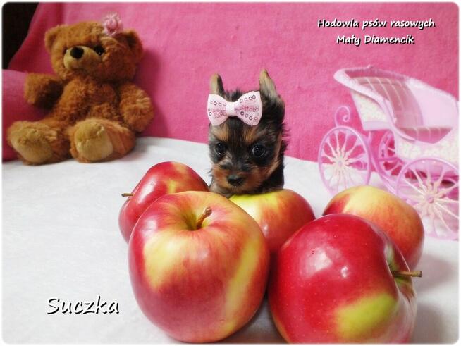 Malutka suńka York Yorkshire Terrier + Rodowód + Wyprawka