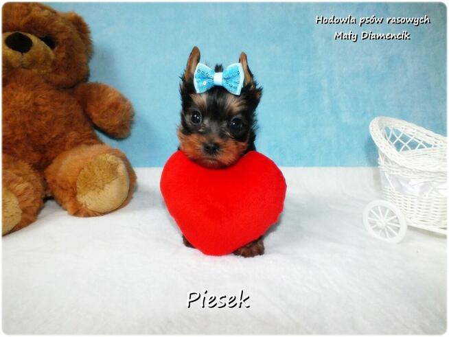 Maleńki piesek York Yorkshire Terrier z Rodowodem i Wyprawką