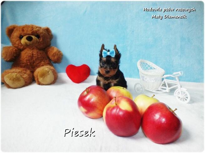Maleńki piesek York Yorkshire Terrier z Rodowodem i Wyprawką