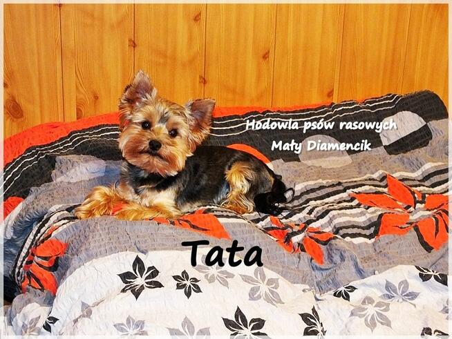 Malutka suńka York Yorkshire Terrier + Rodowód + Wyprawka