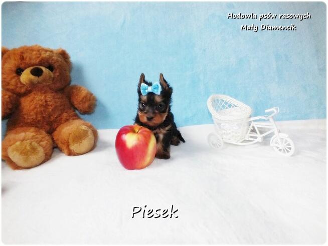 Maleńki piesek York Yorkshire Terrier z Rodowodem i Wyprawką