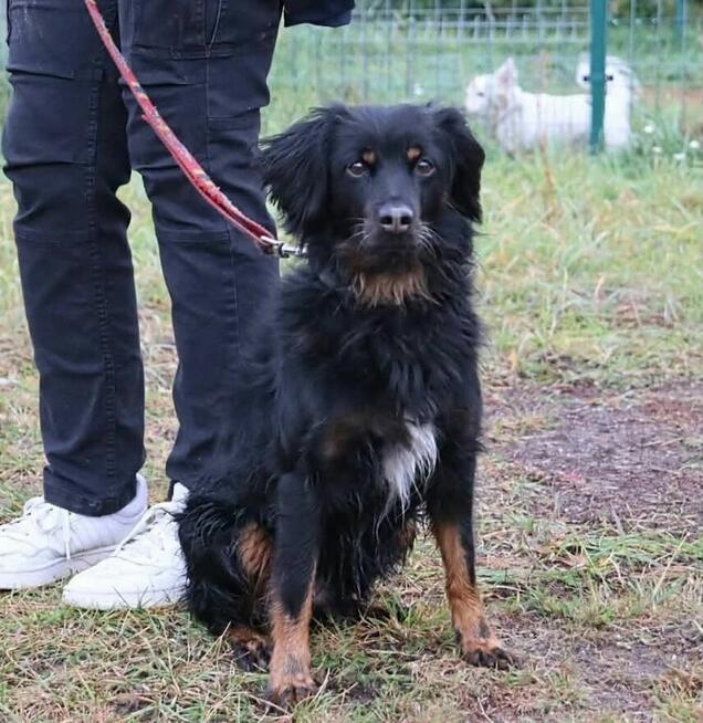 Wyjątkowy towarzyski psiak Lizak