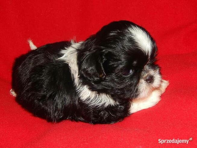** Shih Tzu - Prześliczne Biało Czarne Maluszki **