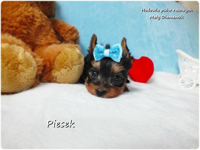 Maleńki piesek York Yorkshire Terrier z Rodowodem i Wyprawką