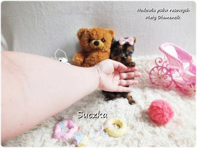 Maleńka suczka York Yorkshire Terrier z Rodowodem i Wyprawką