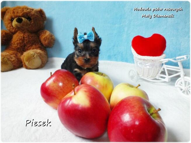 Maleńki piesek York Yorkshire Terrier z Rodowodem i Wyprawką