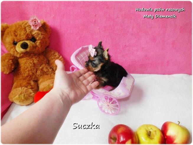 Malutka suńka York Yorkshire Terrier + Rodowód + Wyprawka
