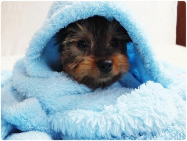 Maleńki piesek York Yorkshire Terrier z Rodowodem i Wyprawką