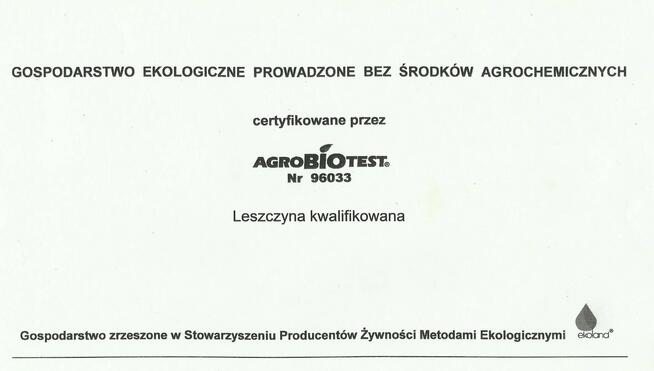 sadzonki leszczyny wielkoowocowej