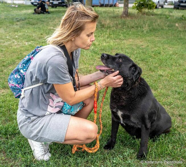 Joint-czarny piesek nadal czeka na dom-adoptuj
