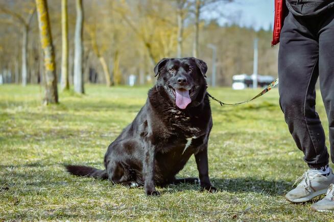 Joint-czarny piesek nadal czeka na dom-adoptuj