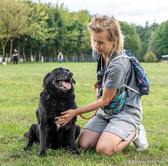 Joint-czarny piesek nadal czeka na dom-adoptuj