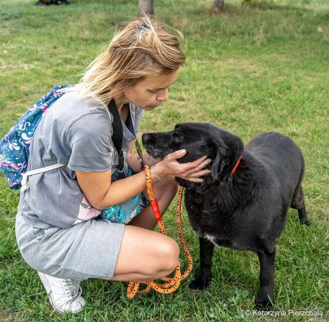 Joint-czarny piesek nadal czeka na dom-adoptuj
