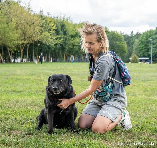 Joint-czarny piesek nadal czeka na dom-adoptuj