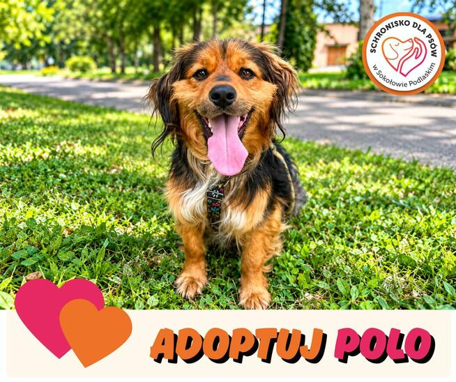 Polo piesek do adopcji Schronisko Sokołów