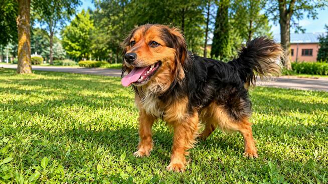 Polo piesek do adopcji Schronisko Sokołów