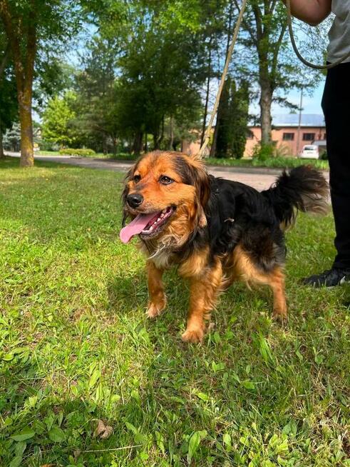 Polo piesek do adopcji Schronisko Sokołów