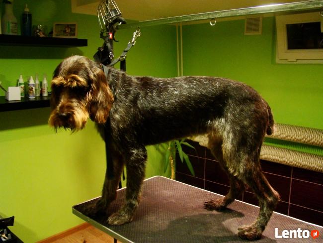 Almo Salon Dla Psów Zaprasza Bydgoszcz