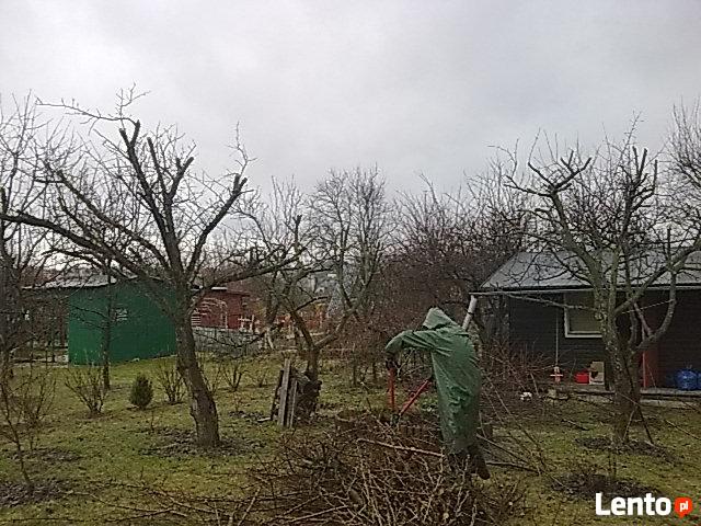 Pielęgnacja drzew, prześwietlanie koron, usuwanie posuszu