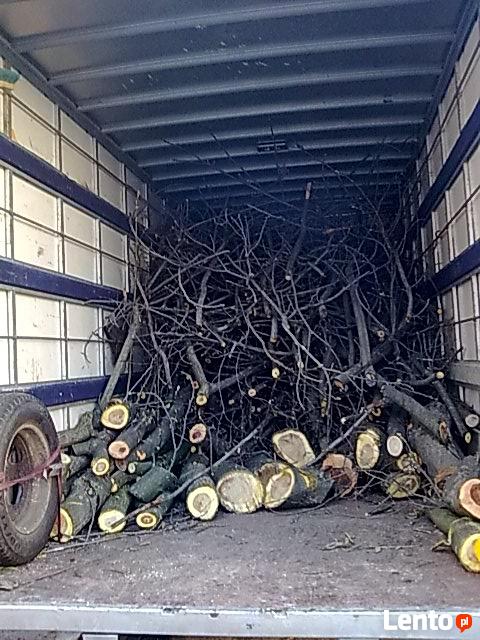 Pielęgnacja drzew, prześwietlanie koron, usuwanie posuszu