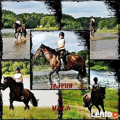 Sprzedam Koniki Polskie i mieszańce do rekreacji 10 szt