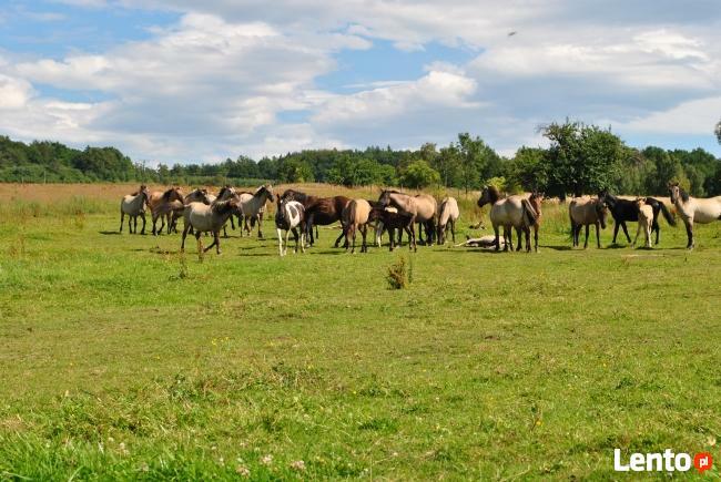 Sprzedam Koniki Polskie i mieszańce do rekreacji 10 szt