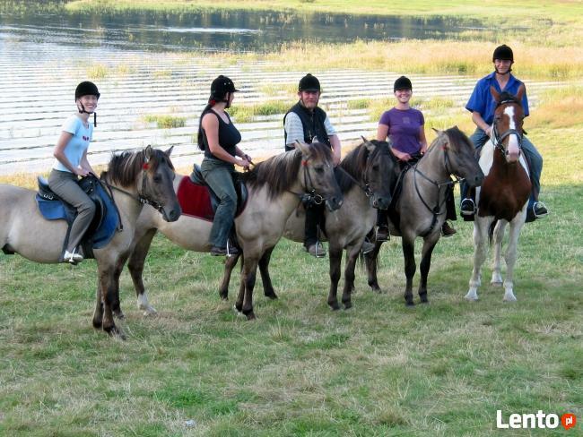 Sprzedam Koniki Polskie i mieszańce do rekreacji 10 szt