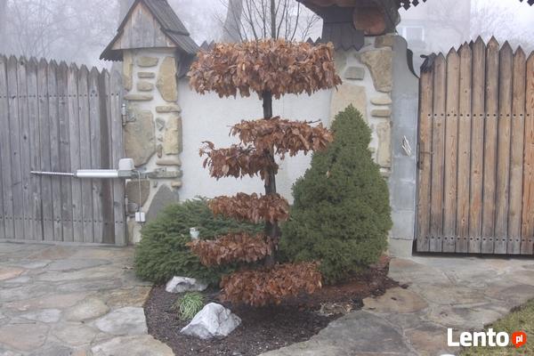 Zakładanie ogrodów - Kraków i okolice - Sungarden