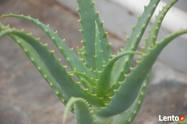 ALOES DRZEWIASTY Aloe arborescens - duże rośliny 4- letnie
