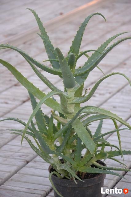 Archiwalne Aloes Drzewiasty Aloe Arborescens Duże Rośliny 4 Letnie Ełk 6701