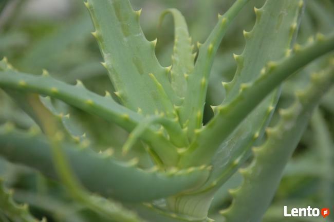 ALOES DRZEWIASTY Aloe arborescens - duże rośliny 4- letnie