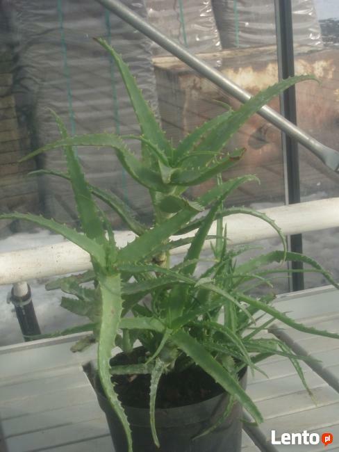 ALOES DRZEWIASTY Aloe arborescens - duże rośliny 4- letnie