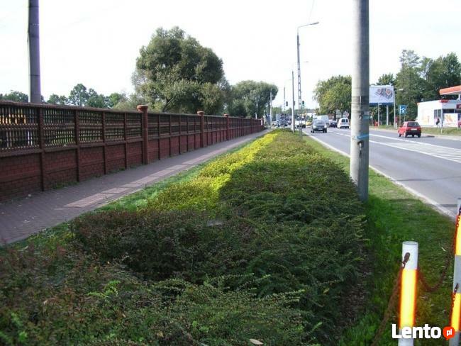 Podejmę współpracę na działce inwestycyjnej w Milanówku