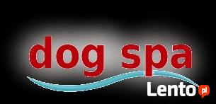 Strzyżenie psów DOG-SPA Rzeszów-Słocina