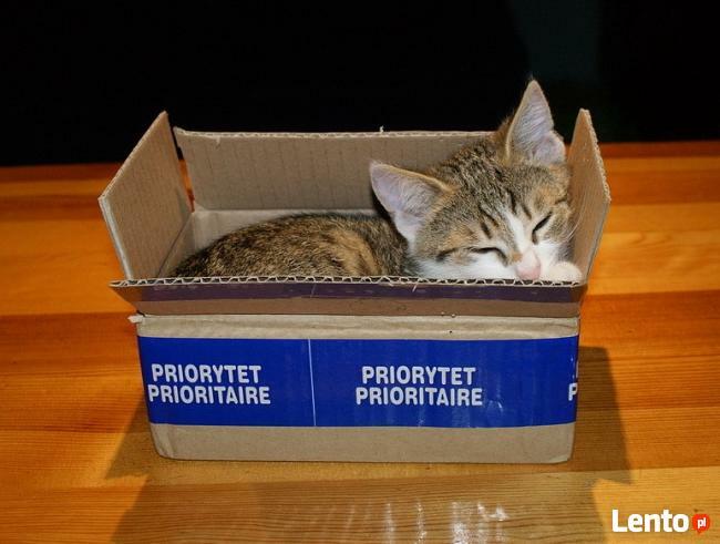 Trans Serwis Przesyłki Kurierskie Krajowe i Międzynarodowe