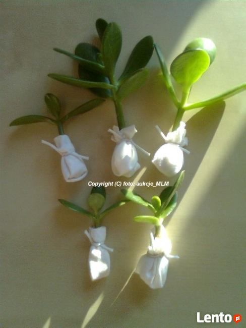 Grubosz Twoje Żywe Drzewko Szczęścia + Prezent !