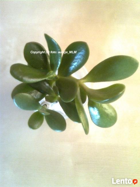 Grubosz Twoje Żywe Drzewko Szczęścia + Prezent !