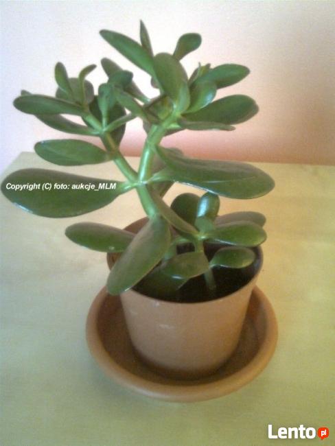 Grubosz Twoje Żywe Drzewko Szczęścia + Prezent !